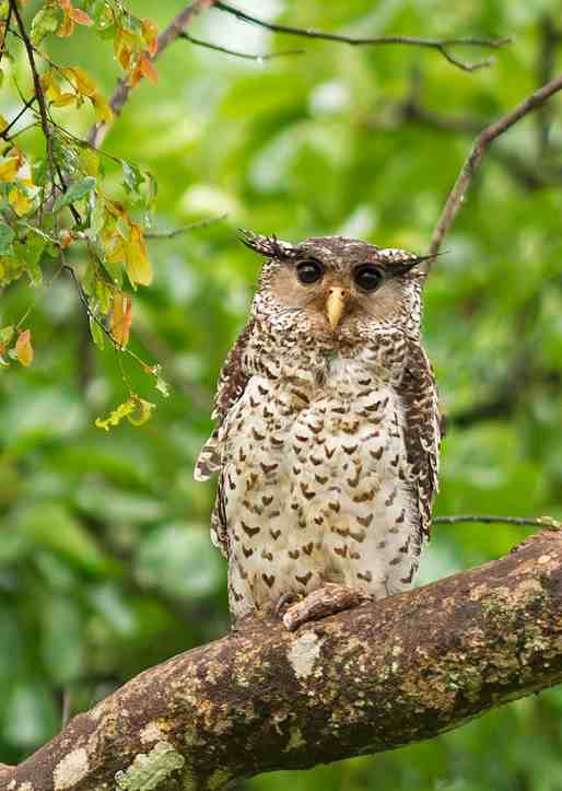 Spot-bellied Eagle Owl by Dr. Eash Hoskote - La Paz Group