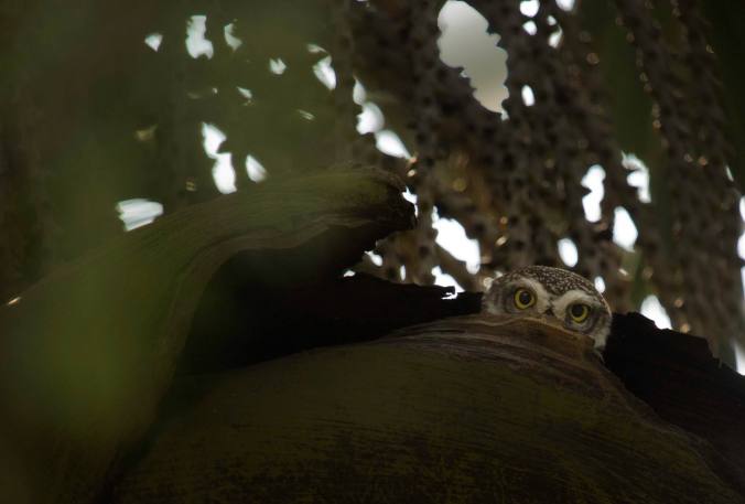 Spotted Owlet by Brinda Suresh - La Paz Group