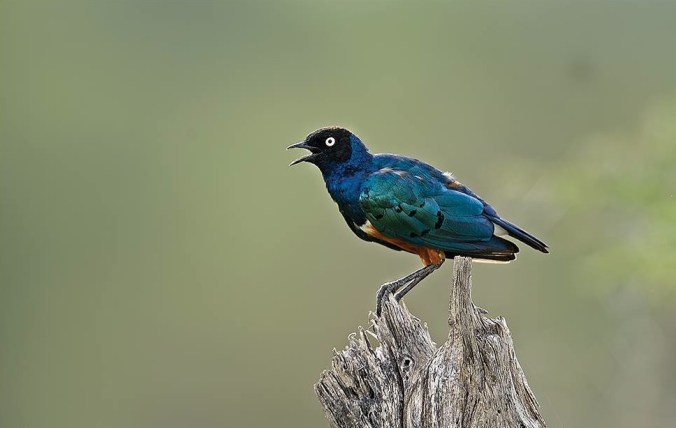 Superb Starling by Dr. Eash Hoskote - La Paz Group