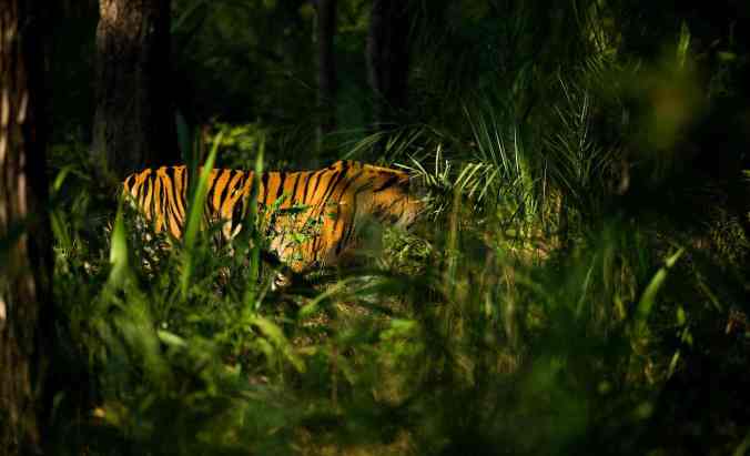 tiger by Sudhir Shivaram 