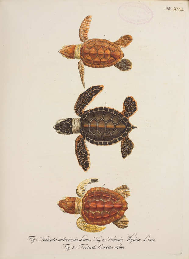Johann David Schöpf (1752-1800). Hatchling sea turtles, from top to bottom: hawksbill, green and loggerhead. From Schopf’s Illustrated History of Turtles