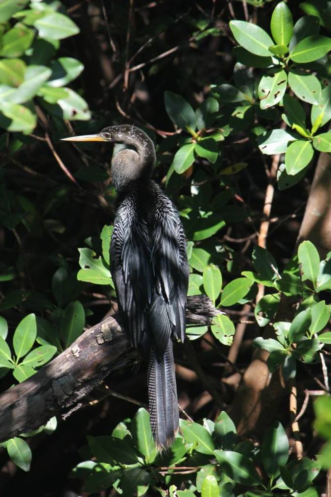 photo credit: Stephen Crafts