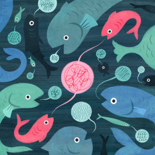 More than eight hundred fish species are known to hoot, moan, grunt, groan, thump, bark, or otherwise vocalize. CREDIT ILLUSTRATION BY KYLE T. WEBSTER