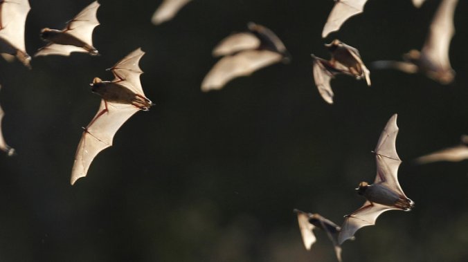 The Bracken Bat Cave outside San Antonio, Texas, is home to millions of bats. Here, a few of them emerge from the colony in 2011.