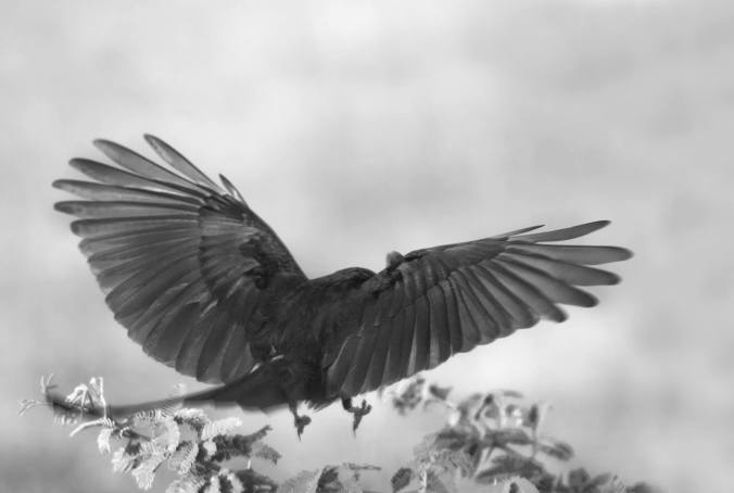 Black Drongo by Brinda Suresh - La Paz Group