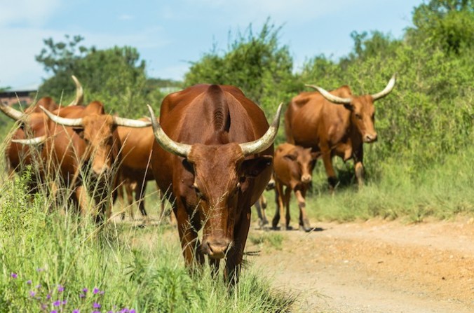 cow-shutterstock_176807426-680x450