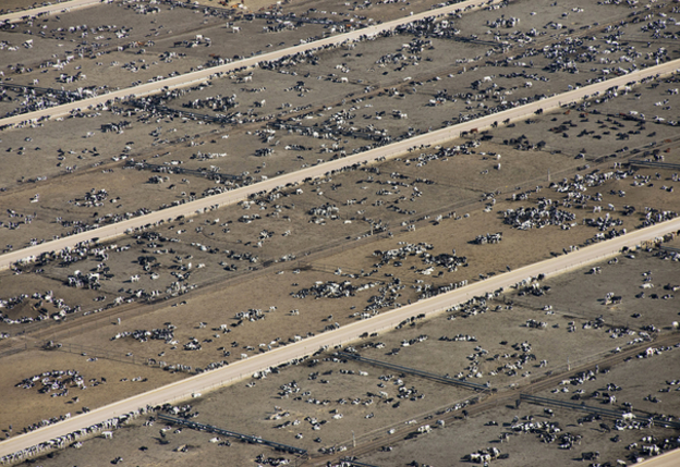 Cattle feedlot, southeastern Colorado. April 2013. 84760. Credit: John Wark