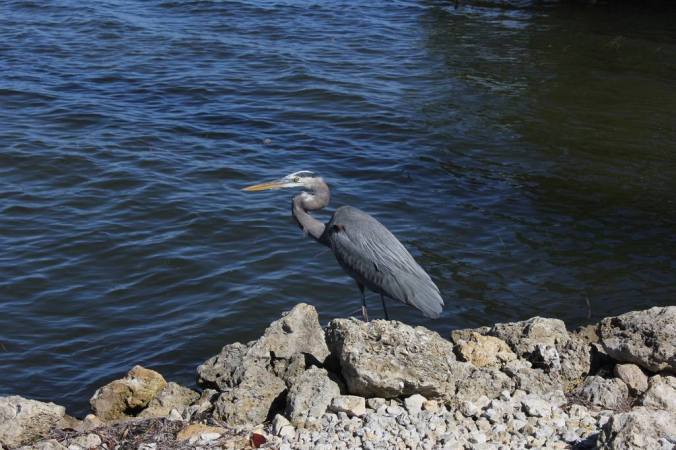 Great Blue Heron by Stephen Crafts - La Paz Group