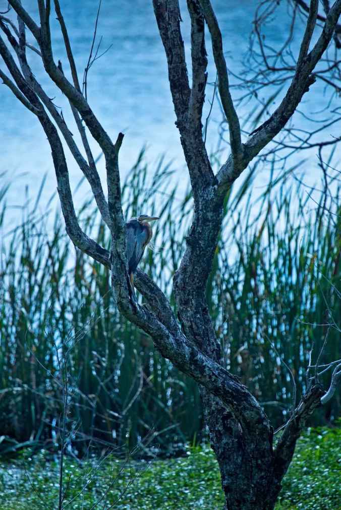 Purple Heron by Brinda Suresh - La Paz Group