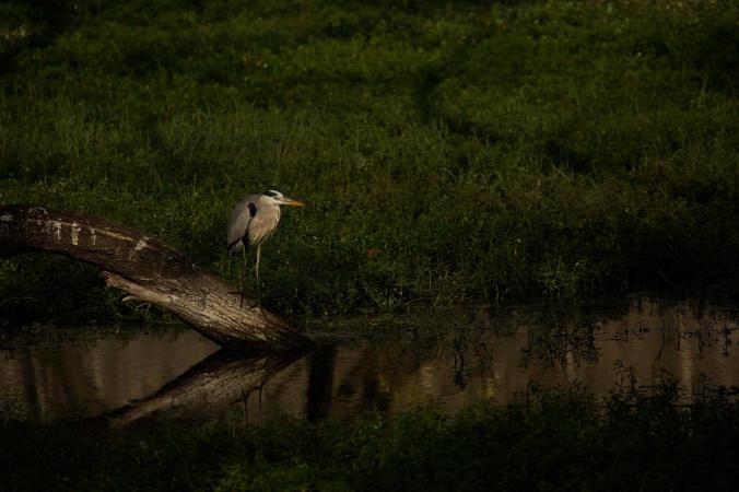 Grey heron by Brinda Suresh - La Paz Group