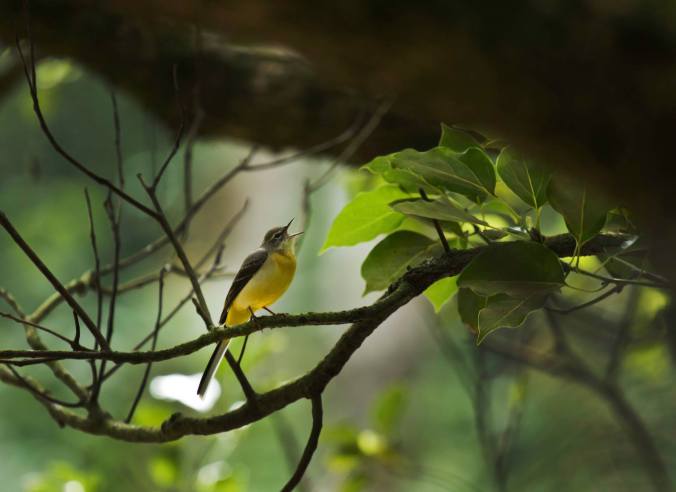 Grey Wagtail by Brinda Suresh - La Paz Group