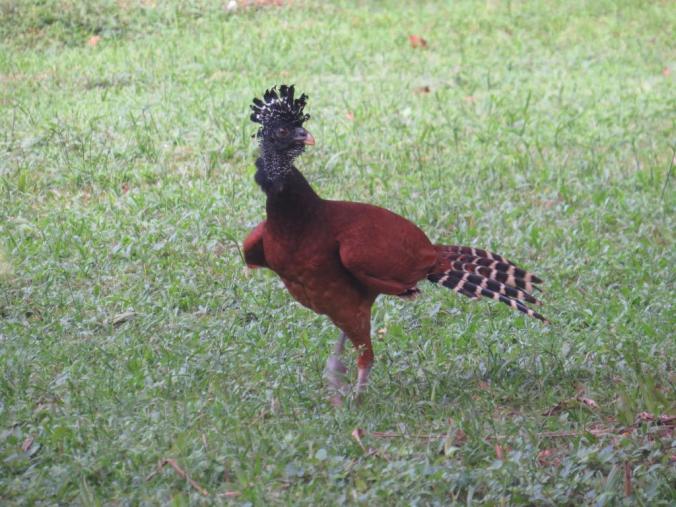 Great Curassow by Seth Inman - La Paz Group