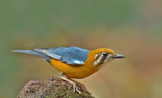 Orange-headed Thrush by Dr.Eash Hoskote - La Paz Group