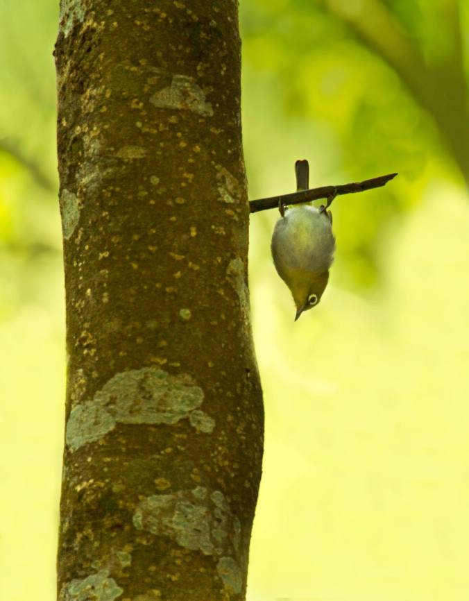 Oriental White-eye by Brinda Suresh - La Paz Group