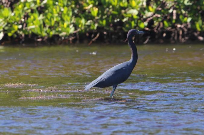 Reddish Heron by Stephen Crafts - La Paz Group