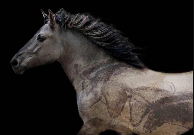 The poster for “TARPAN: Repainting An Ancient Picture” . Horsefly Films