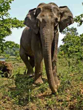 Mother and baby Asian Elephant, Periyar Tiger Reserve. Photo credit: Milo Inman