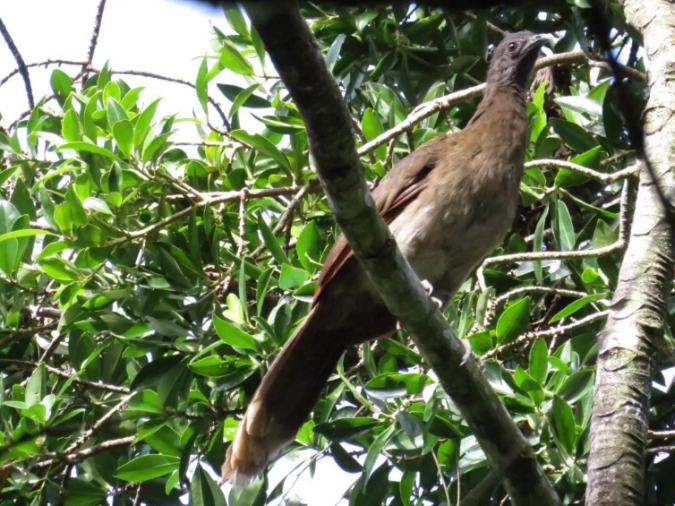 Gray-headed Chachalaca by Seth Inman - Organikos