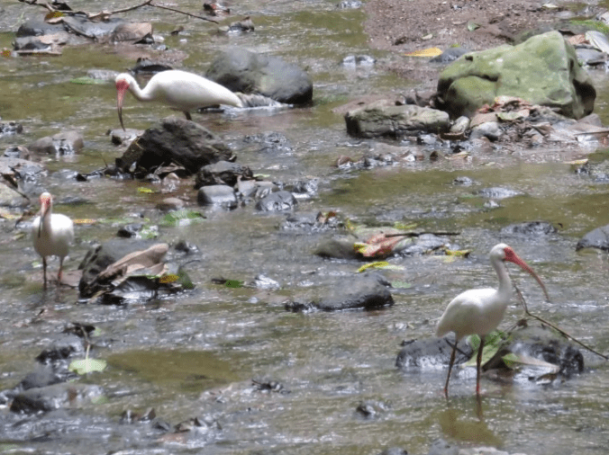 White Ibis by Seth Inman - Organikos
