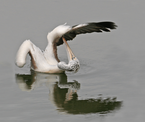 Spot-billed pelican by Brinda Suresh - La Paz Group