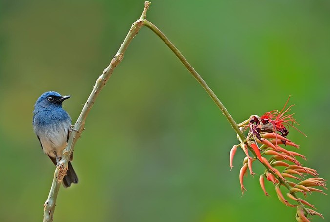 White-bellied Blue Flycatcher by Dr. Eash Hoskote - La Paz Group