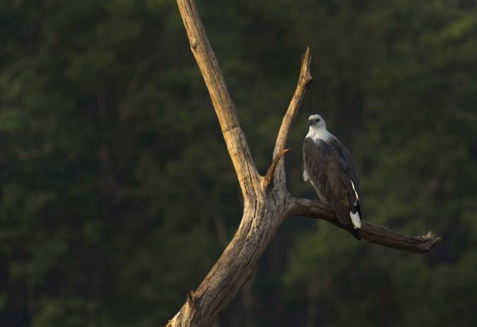 White-bellied Sea Eagle by Brinda Suresh - La Paz Group