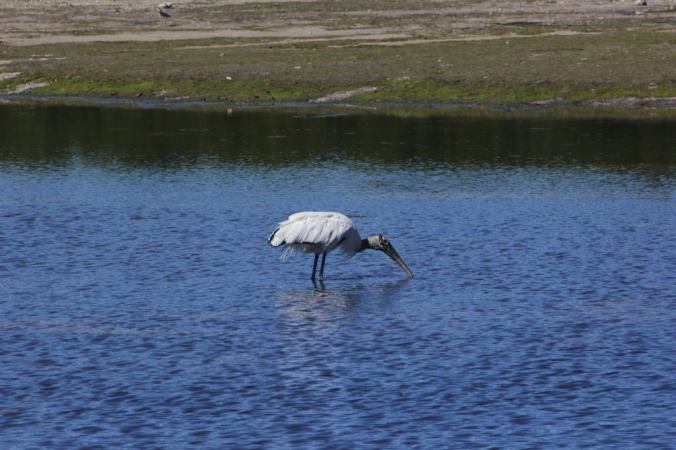 photo credit: Stephen Crafts