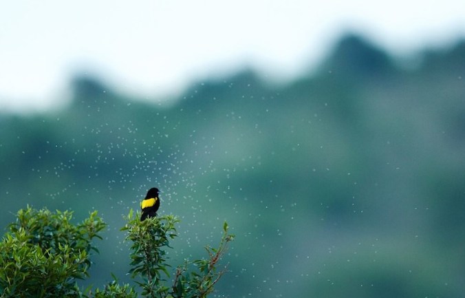 Yellow Bishop by Srinivasa Addepalli - RAXA Collective