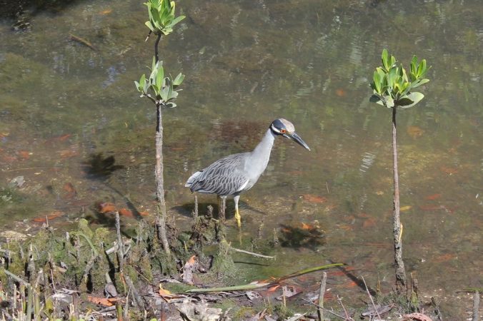 Yellow-crowned Night Heron by Stephen Crafts - La Paz Group