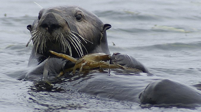 This sea otter, about to eat a crab in the Elkhorn Slough National Estuarine Research Reserve, is cute, sure. But more importantly, it's indirectly combating some harmful effects of agricultural runoff and protecting the underwater ecosystem. Rob Eby/AP