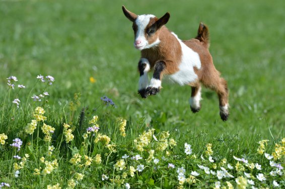 Farmers raise millions of goats, but little has been known about whether their ruminants are happy. Now we know better. Kerstin Joensson/AP