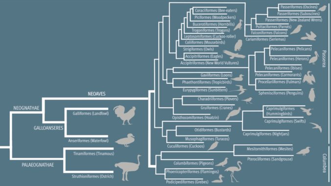 The updated avian tree shows how many different kinds of birds evolved quickly after a mass extinction 66 million years ago. AAAS/Carla Schaffer