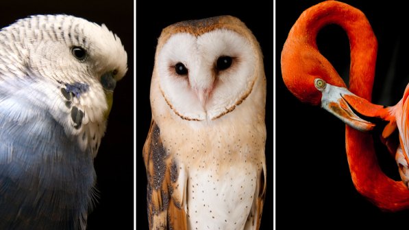 Recent research sequenced 48 bird species, including (from left) the budgerigar, the barn owl and the American flamingo. (Left and center)iStock; (Right) Chris Minerva/Ocean/Corbis