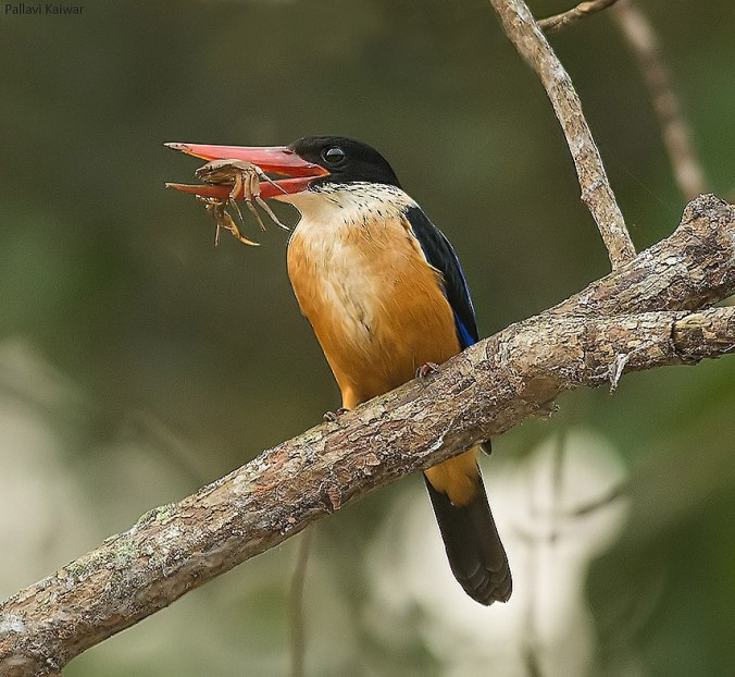 Black-capped Kingfisher by Pallavi Kaiwar - La Paz Group