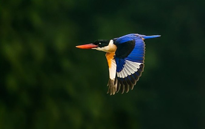 Black-capped Kingfisher by Dr. Eash Hoskote - La Paz Group