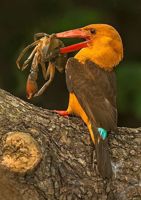Brown-winged Kingfisher by Dr. Eash Hoskote - La Paz Group