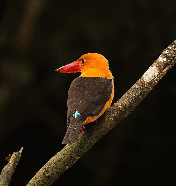 Brown-winged Kingfisher by Pallavi Kaiwar - La Paz Group