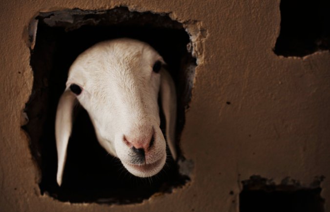 The photographer thought it was a goat. The photo editor thought it was a goat. Sure looked like a goat to the author of this post. It turns out to be a sheep, in Dakar, Senegal. Claire Harbage for NPR