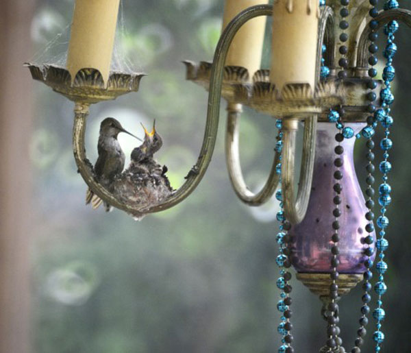 Hummingbirds nesting in a patio chandelier. Photo by Lydia D’moch for the CUBs Funky Nests in Funky Places 2014 competition.