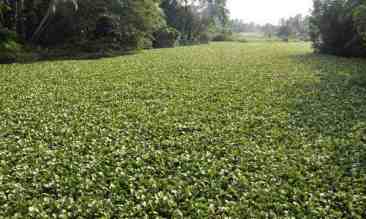 Water hyacinths choke the Poorna river at Tripunithura. Photo: Vipin Chandran; The Hindu
