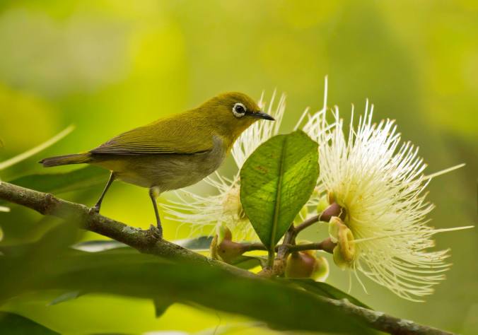 Oriental White-eye by Brinda Suresh - La Paz Group