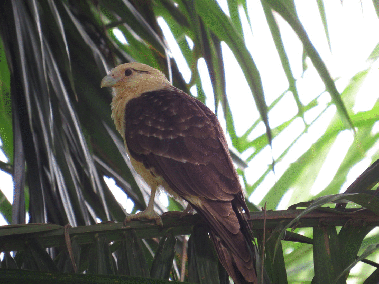 A Yellow-headed Caracara raising its head feathers