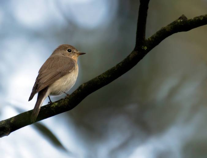 Red-throated Flycatcher by Brinda Suresh - La Paz Group
