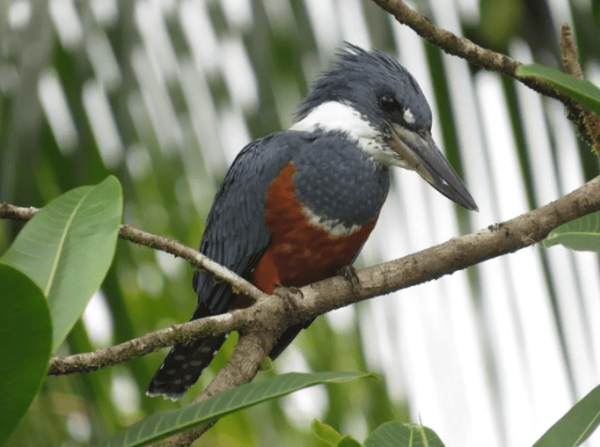 Ringed Kingfisher by Seth Inman - Organikos