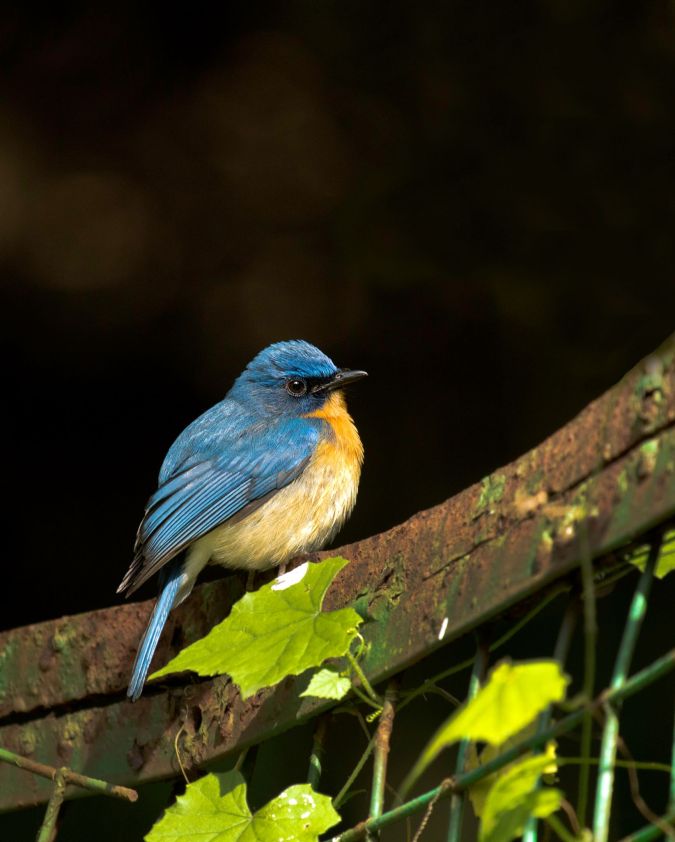Tickell's Blue Flycatcher by Brinda Suresh -La Paz Group