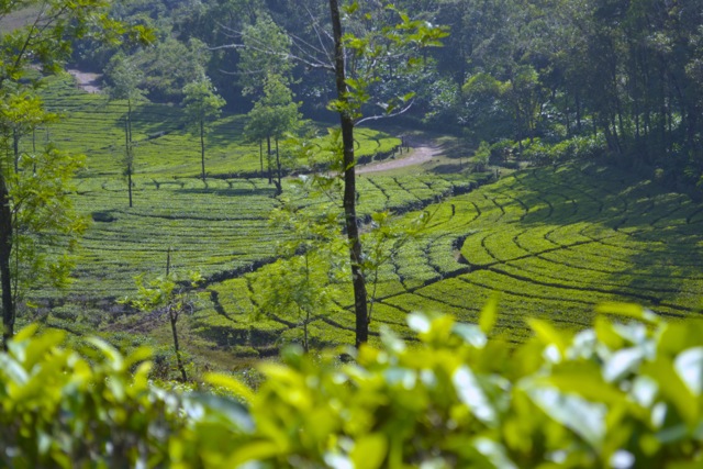 Overlooking a local Chai plantation outside Thekkady