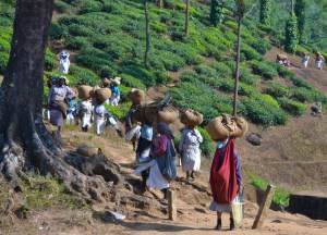 Local woman carrying bundled up Chai