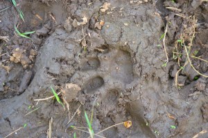 Tiger print (one-two days old)