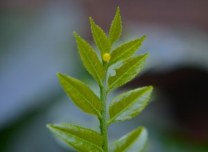 Egg larva from the Mormon Butterfly