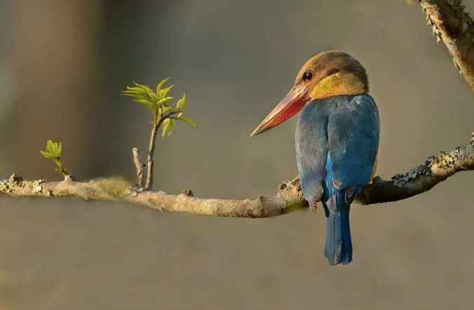 Stork-billed Kingfisher by Dr. Eash Hoskote - La Paz Group